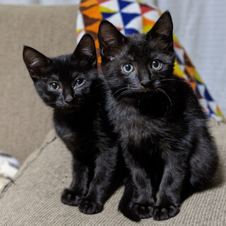 トライアル予定あり。募集一時中止します