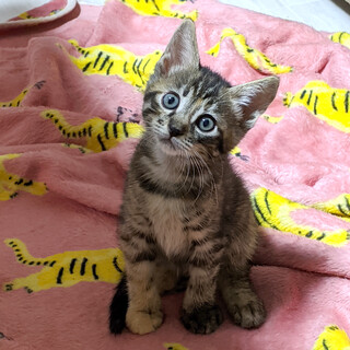 トライアル予定あり。募集一時中止します