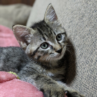 トライアル予定あり。募集一時中止します