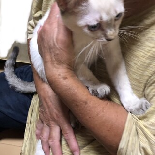 可愛いシャム風男子♡人懐っこいです♡