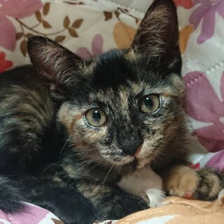 【8/23東日本橋】麗しのトーティーシェル♡せん