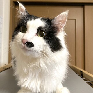 大きくて大人しい男子はちくん❤️