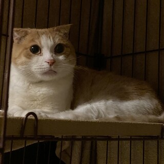 可愛くて人懐っこい女の子！