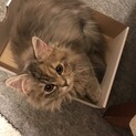 素敵な里親様が見つかりました。