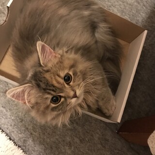 素敵な里親様が見つかりました。