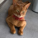 アビシニアン！元気いっぱいまるで犬！