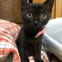黒猫のメス♡生後2ヶ月