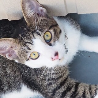 ゴロゴロちゃんのジョン君