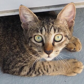 ゴロゴロちゃんのヨーコ