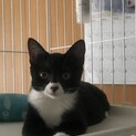 4月子猫　病気なし　4兄妹