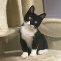 コロンと可愛い黒白ちゃん