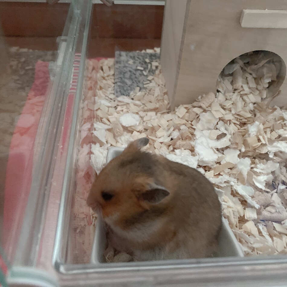 キキのカバー写真