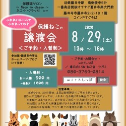 藤井寺保護ねこの譲渡会