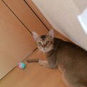 アビシニアン　もの凄い甘えん坊です