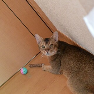 アビシニアン　もの凄い甘えん坊です