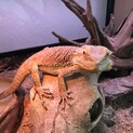 フトアゴヒゲトカゲ♂
