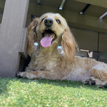 愛犬ヴィレッジの屋上ドッグラン