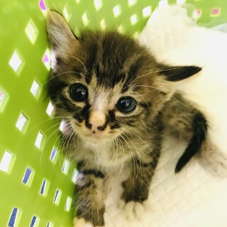 【現在交渉中】キジ子猫