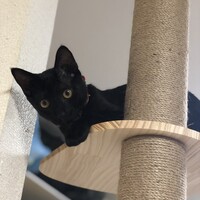 ワサビ