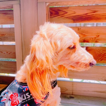 近所のドッグカフェ