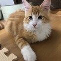 少し小柄だけど手足の大きなメインクーン男の子です！