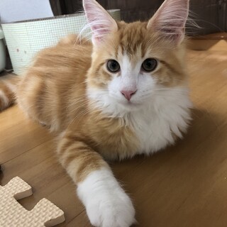 少し小柄だけど手足の大きなメインクーン男の子です！
