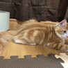少し小柄だけど手足の大きなメインクーン男の子です！ サムネイル2