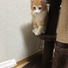 少し小柄だけど手足の大きなメインクーン男の子です！ サムネイル3