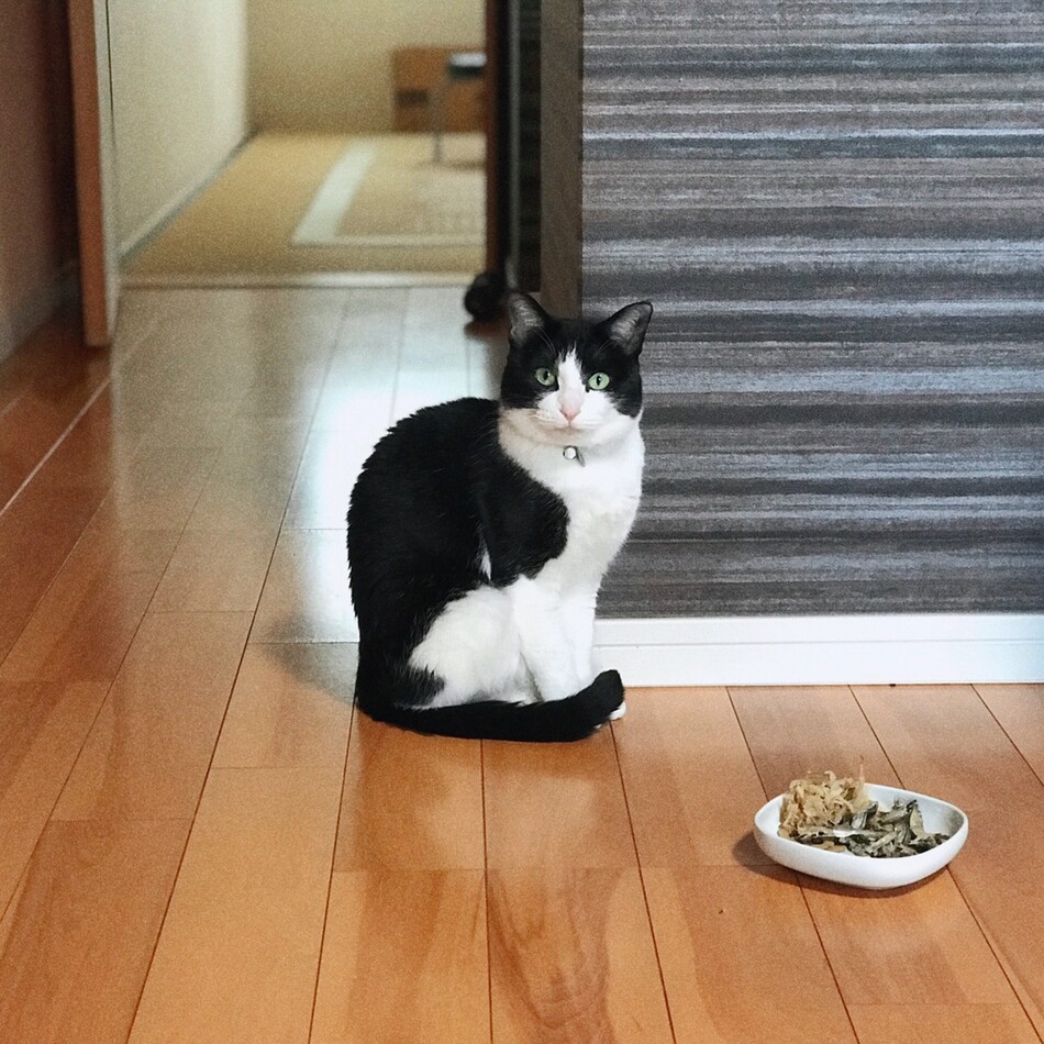 ぎゅーのカバー写真