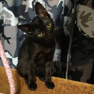 綺麗な目のクロ猫ちゃん 鹿児島県 猫の里親募集 ペットのおうち 月間利用者150万人