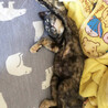 やんちゃなサビ猫 サムネイル6