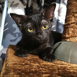 元気いっぱいクロ猫ちゃん(里親さん決定しました)