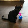 元気いっぱいクロ猫ちゃん(里親さん決定しました) サムネイル2