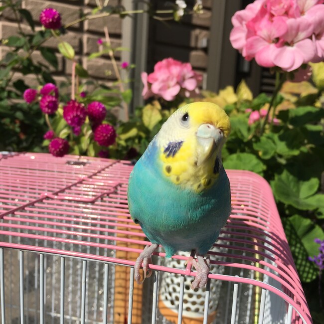 ＪＵＮＥのカバー写真