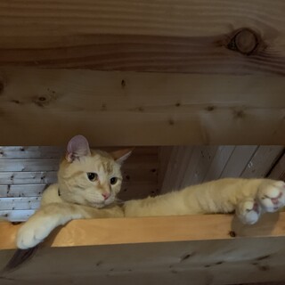 ２匹の猫  里親募集中！