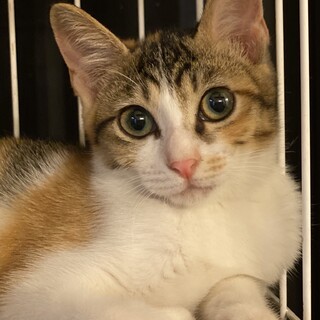 4兄妹　三毛♀3ヶ月