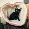 センターより保護した元気いっぱい黒猫の女の子 サムネイル5
