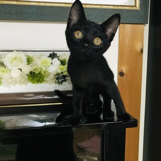 センターより保護した元気いっぱい黒猫の女の子