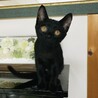 センターより保護した元気いっぱい黒猫の女の子 サムネイル6