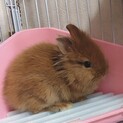 フワフワ可愛いライオンラビット
