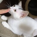 別府ちゃん里親さま決定しました