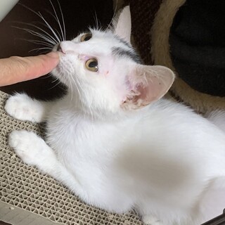 別府ちゃん里親さま決定しました