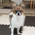 飼い主さん探してます。(一旦休止中)