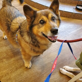 コーギーmix を含む犬の里親募集情報 ペットのおうち 月間利用者150万人