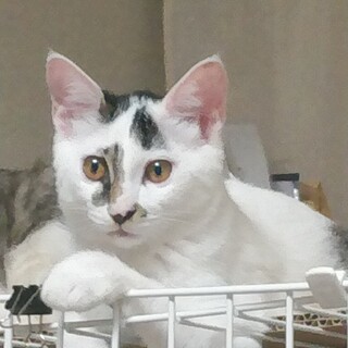 人も猫も大好き、オスの凉太くん