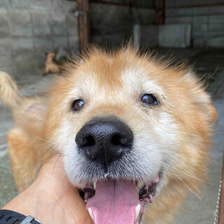 里親様決定しました✨✨ありがとうございました