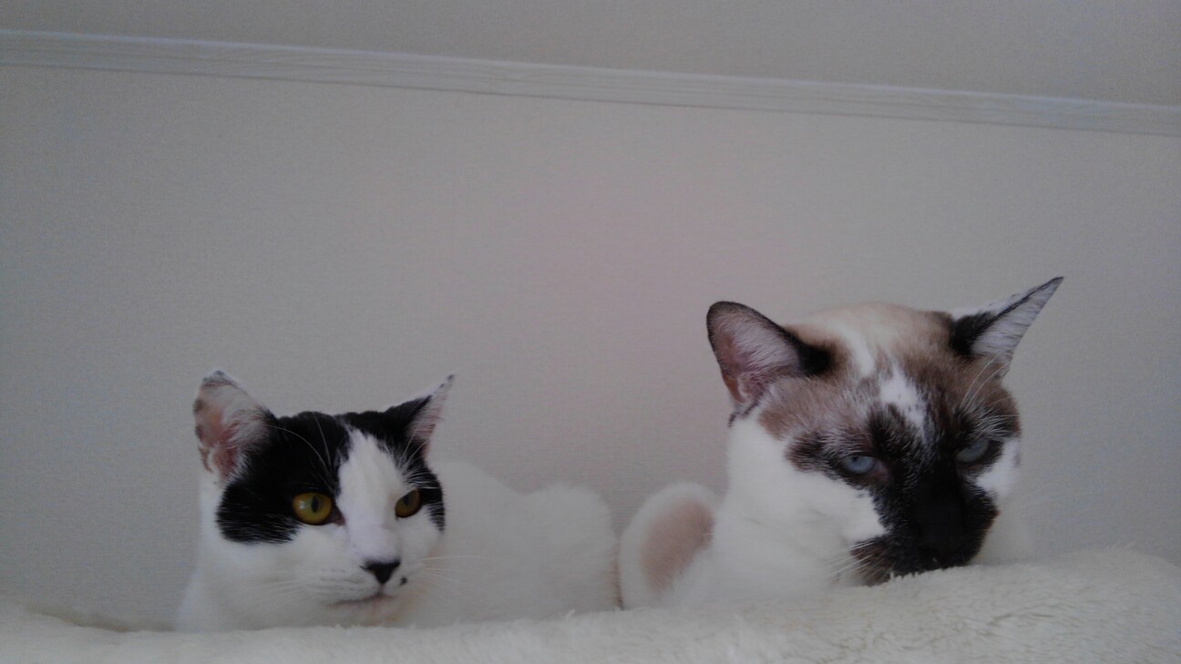 味わい深い猫 シャムミッ 東京都 猫の里親募集 327880 ペットのおうち 月間利用者150万人