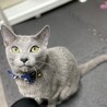 あさぎくん