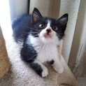 重なり合って捨てられてた子猫