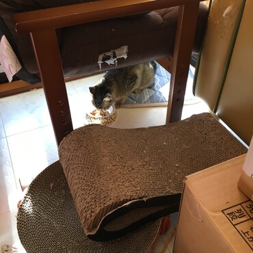 何故か毎回椅子の下で飯待機、飯食う未来ちゃん